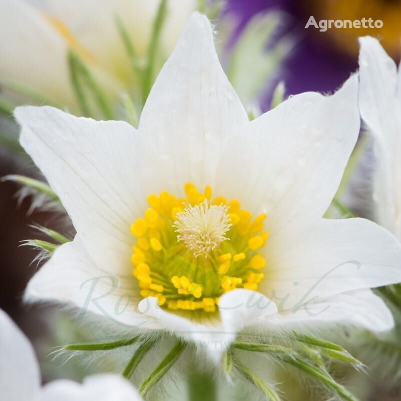 Bunga Pasque Pulsatilla vulgaris 'Pinwheel White'