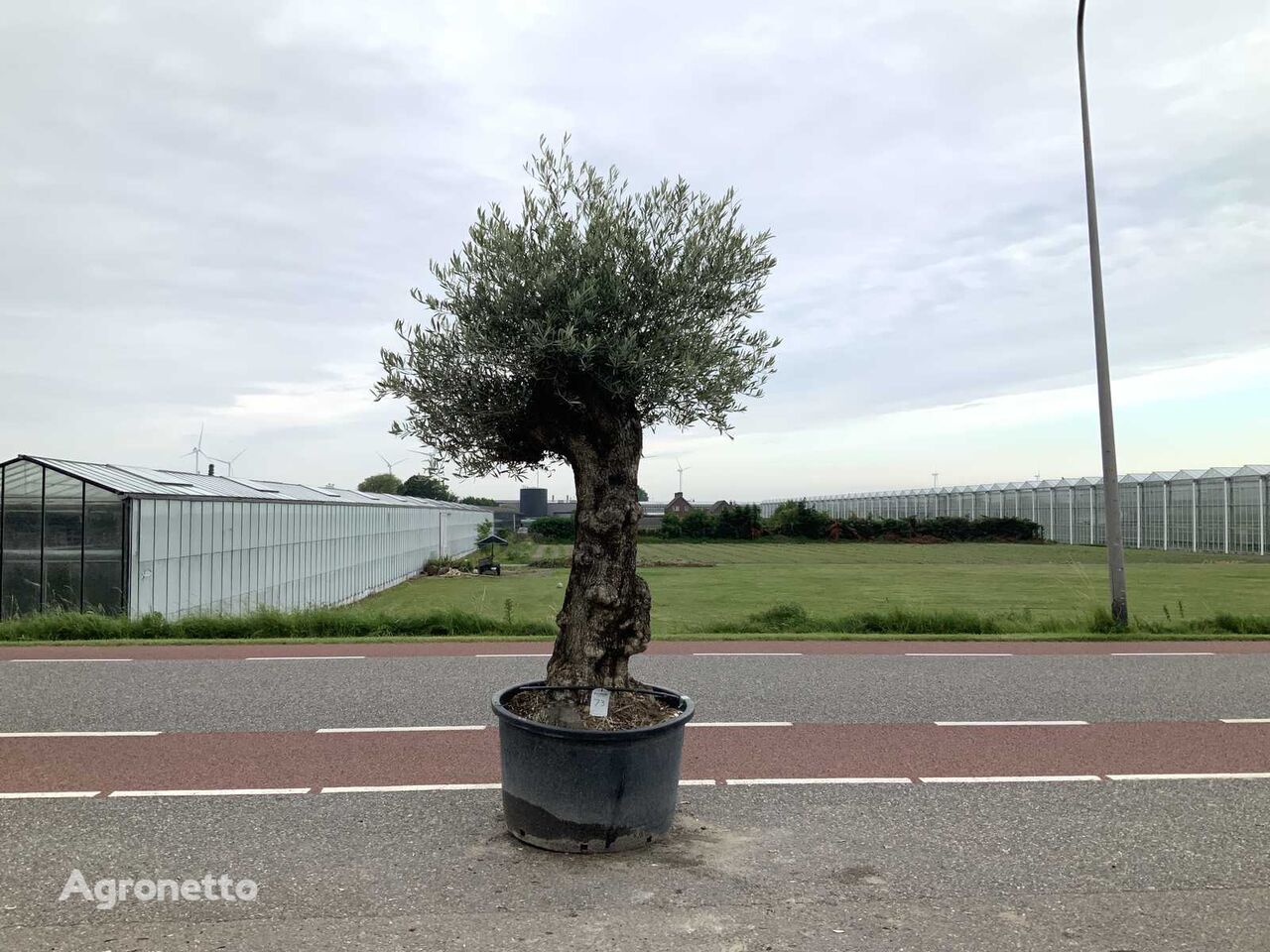 semak ornamen olijfboom (Olea Europaea Lessini)